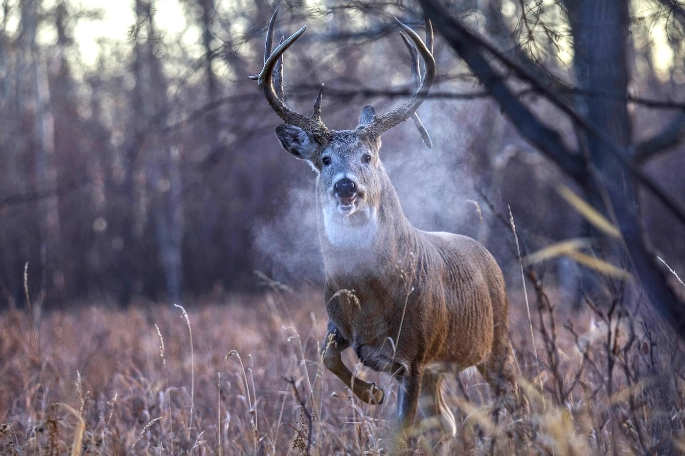 Trail camera mounted on a pine tree in a misty forest at dawn