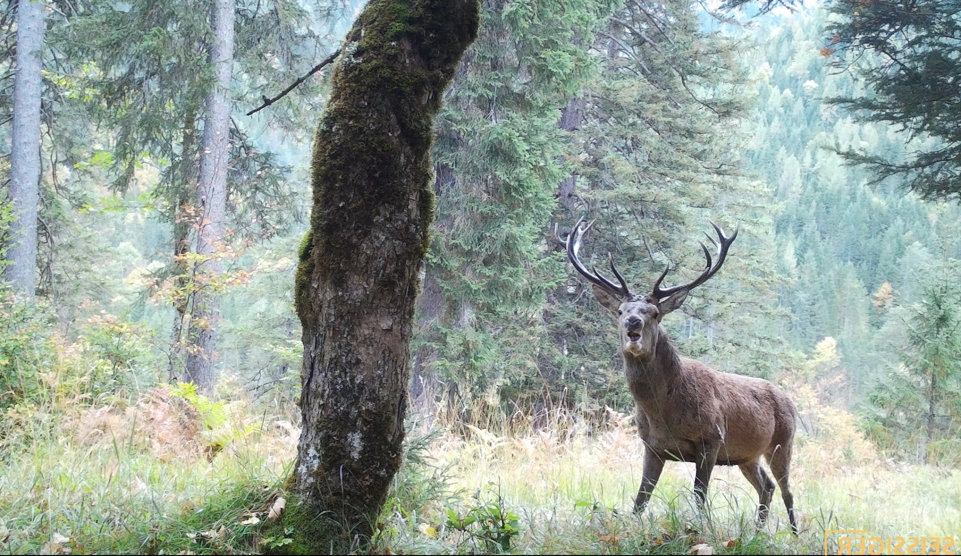 Wildkamera an einer Kiefer in einem nebligen Wald bei Morgendämmerung